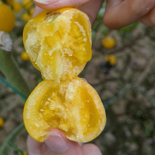 香娇糯叽叽橙黄色果番茄种子单果25克香糯软糯爽口多汁皮薄无渣不