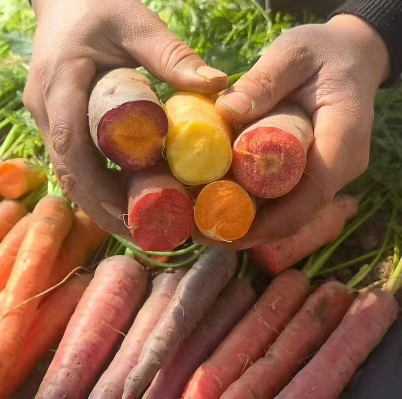 五色水果胡萝卜种子榨汁鲜食甜脆