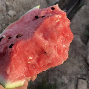 早佳8424西瓜种子 麒麟西瓜种子 大西瓜 露地栽培