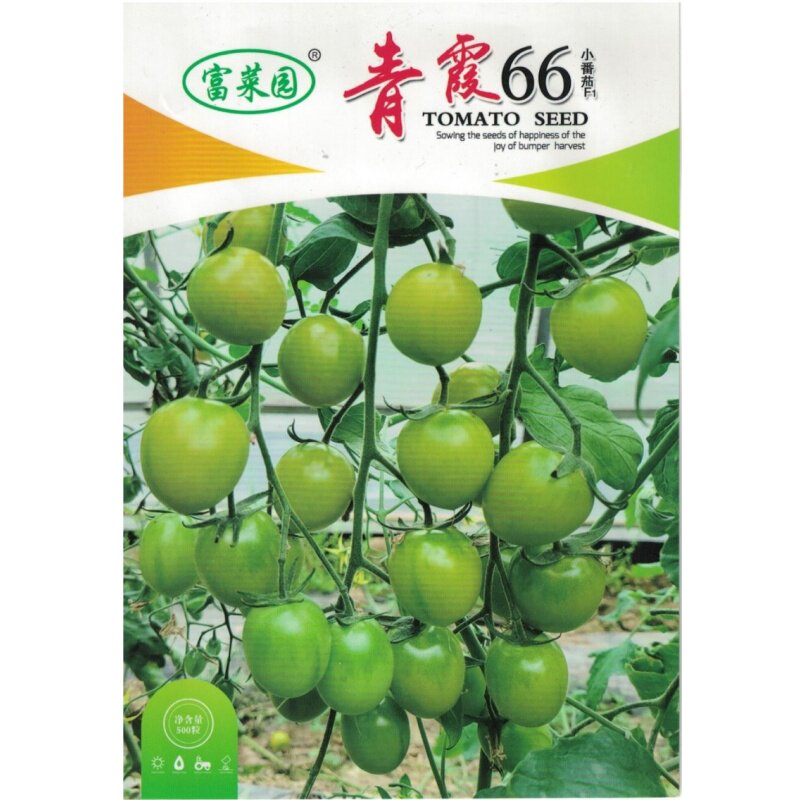 青霞66绿色樱桃番茄种子 早熟糖度高香甜多汁   适合春季种植 - 实物图