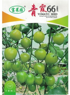 青霞66绿色樱桃番茄种子 早熟糖度高香甜多汁   适合春季种植