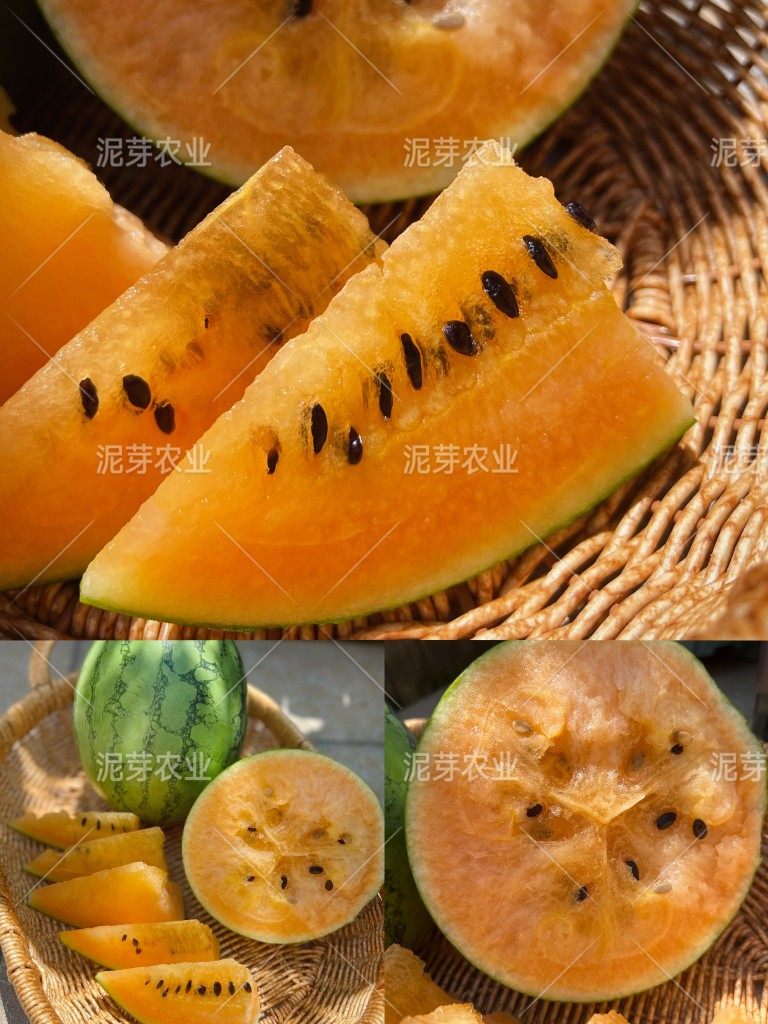 全球1号西瓜种子壹号西瓜种子橘色西瓜 橙色果肉西瓜种子,农用物资,蔬菜种子/种苗,淘宝优惠券,粉丝福利购,淘宝优惠卷