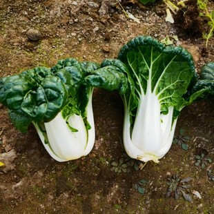 矮脚奶白菜杂交种 美湖909 深绿叶奶白菜。耐热奶白菜种子