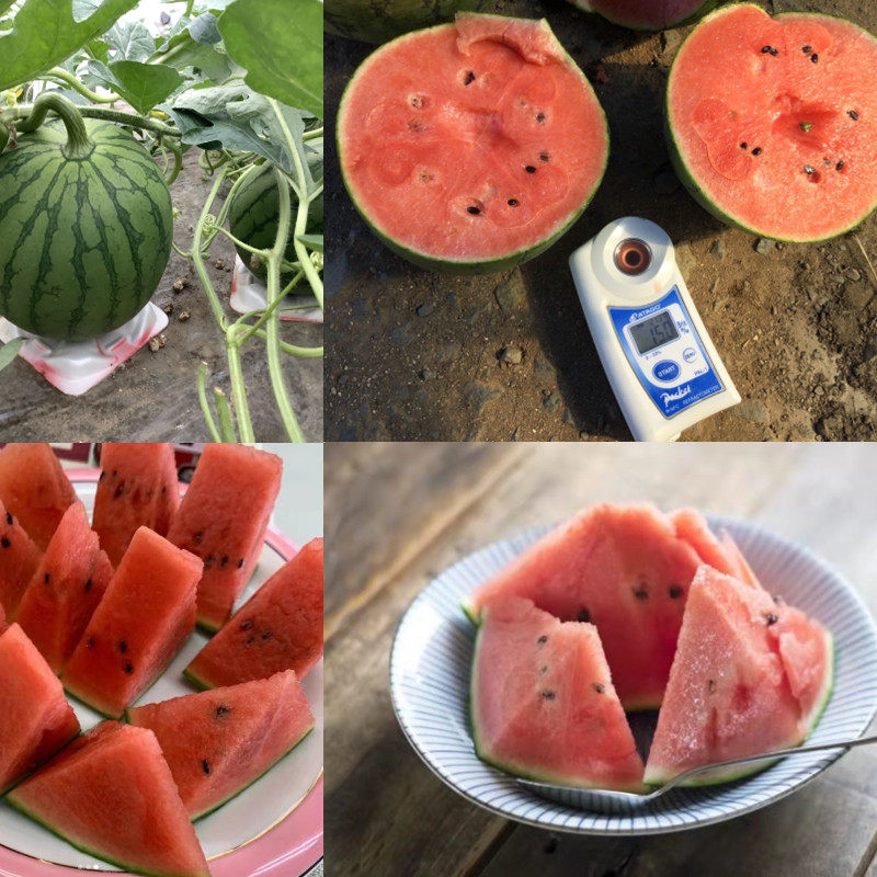 丸美西瓜种子特色礼品小西瓜种子皮薄多汁小西瓜种子泥芽农业种子,农用物资,蔬菜种子/种苗,淘宝优惠券,粉丝福利购,淘宝优惠卷