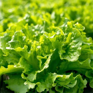 玛丽娜生菜种子 大速生类型 绿色散叶生菜种子