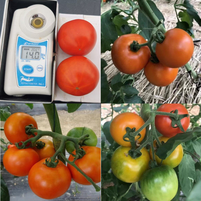 秀太郎番茄种子 口感中果番茄草莓番茄种子 日本草莓番茄种子,农用物资,蔬菜种子/种苗,淘宝优惠券,粉丝福利购,淘宝优惠卷