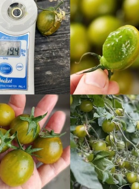 绿色小番茄种子碧鑫小番茄种子绿色小柿子种子鑫绿喜小番茄