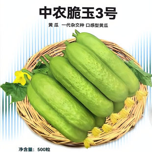 中农脆玉3号黄瓜种子 口感型白黄瓜种子