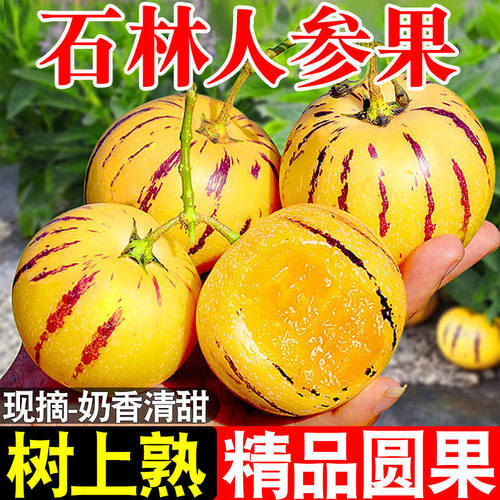 云南石林新鲜人参果黄肉清甜多汁当季水果树熟精品果