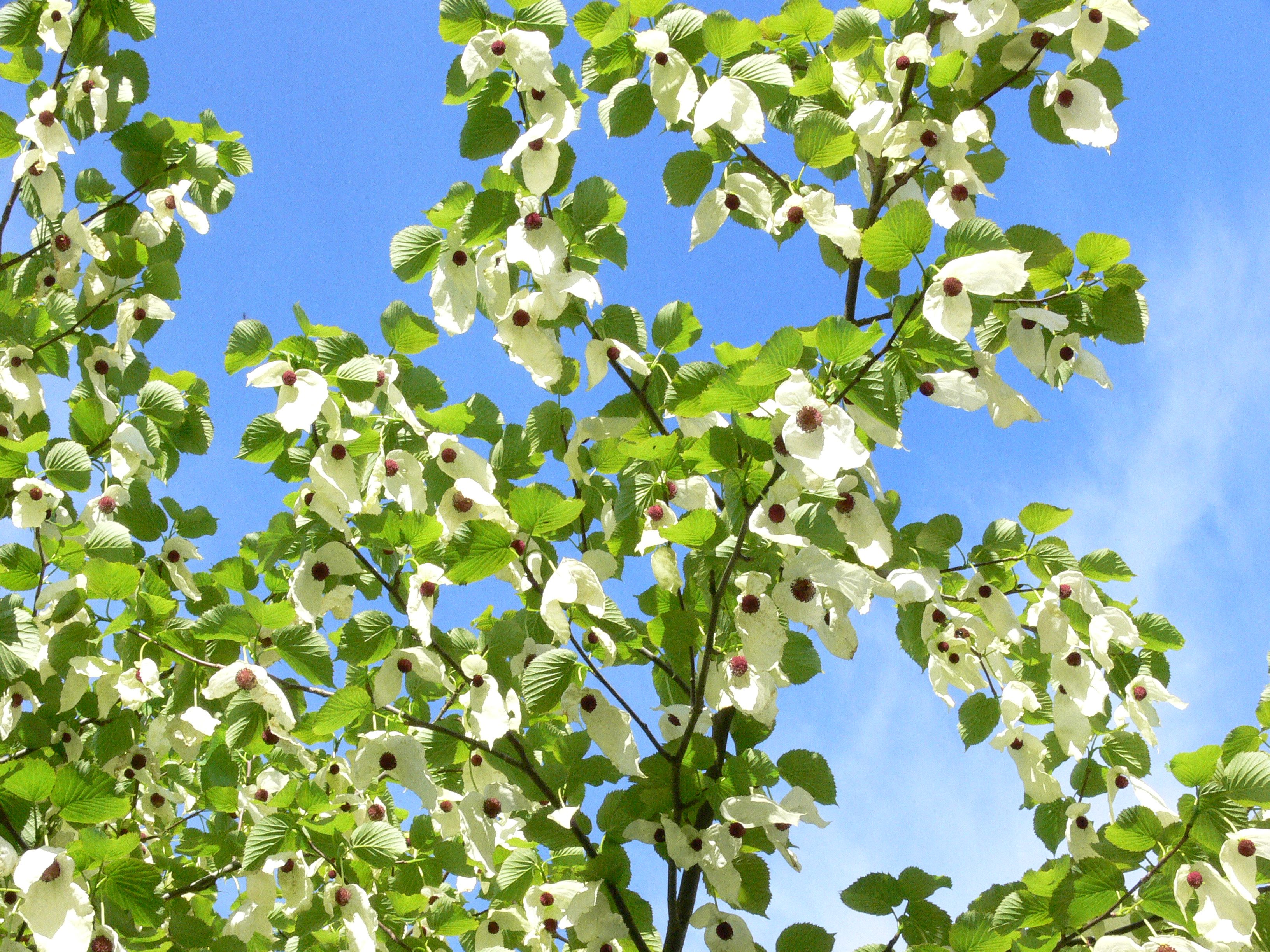 珙桐/中华鸽子树davidia involucrata多年生阴生耐寒落叶乔木