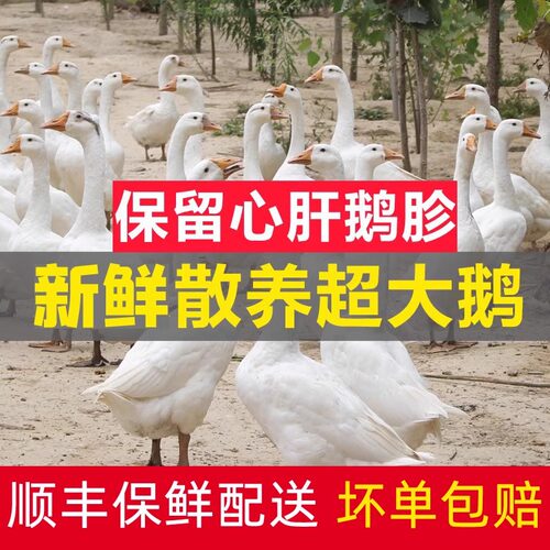 整只农家散养新鲜大鹅冷鲜包装