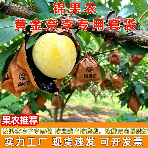 锦果农黄金奈李套袋防虫防鸟