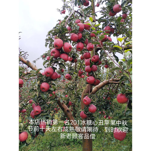 云南昭通25年当季新鲜脆甜多汁冰糖心丑苹果果园直发（201苹果）