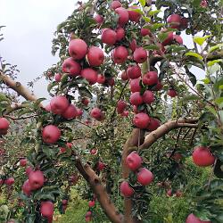 云南昭通当季新鲜25年高山昭通苹果脆甜多汁冰糖心丑苹果果园直发