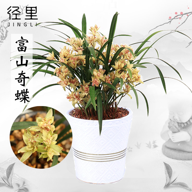 兰花苗建兰四季兰兰花苗富山奇蝶浓香兰草绿植物花卉盆栽