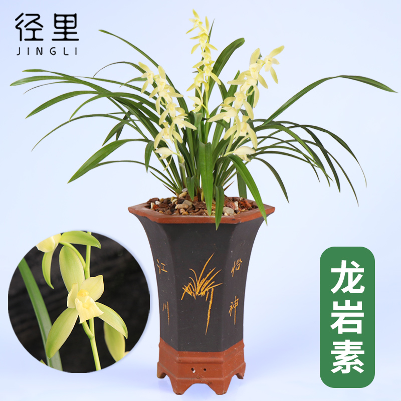 兰花四季办公室植物龙岩素图片