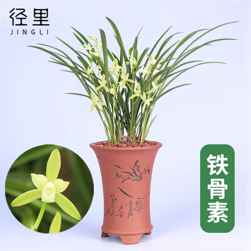四季兰铭品铁骨素浓香绿植物兰花图片