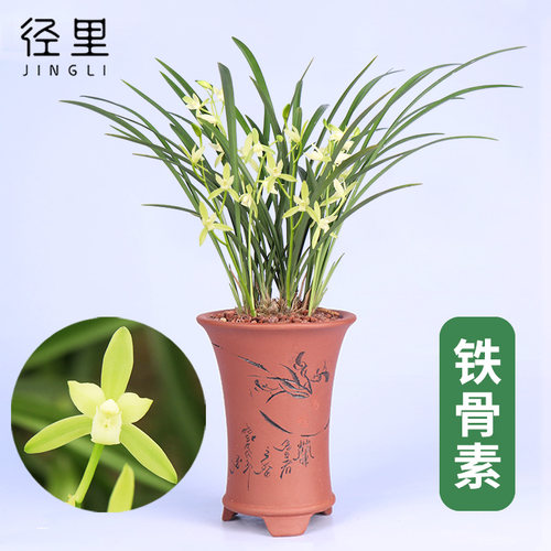 四季兰铭品铁骨素浓香绿植物兰花