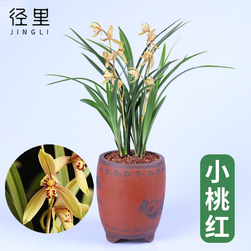 兰花苗四季建兰线艺小桃红 阳台室内客厅办公室盆栽花卉绿植浓香