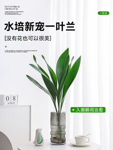 水培一叶兰绿植室内盆栽四季常青客厅网红水养植物好养活懒人绿萝