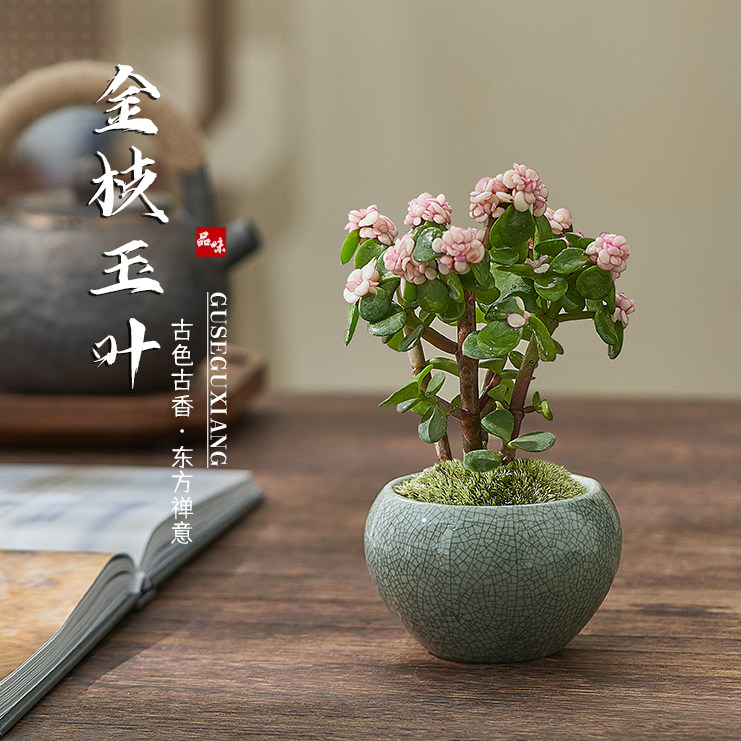 金枝玉叶盆栽棒棒糖老桩多肉植物盆景水培办公室桌面花卉小绿植
