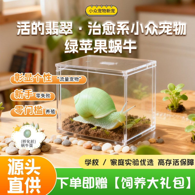 小怪物头子同款彩色蜗牛绿苹果蜗牛翡翠巴达蓝彩虹七彩多色蜗牛