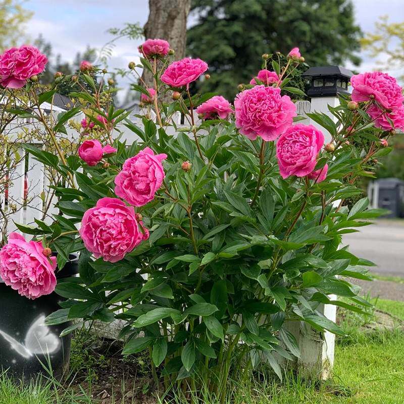 重瓣芍药花苗牡丹四季开花易活芍药种根带芽阳台盆栽室外耐寒植物