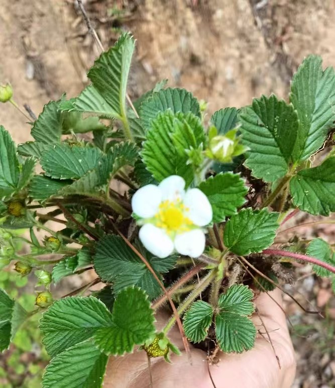 野草莓苗 白草莓苗 白泡苗 地泡苗 下单现挖鲜新好种好活