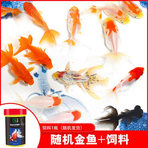 镏金金鱼价格 镏金金鱼图片 星期三