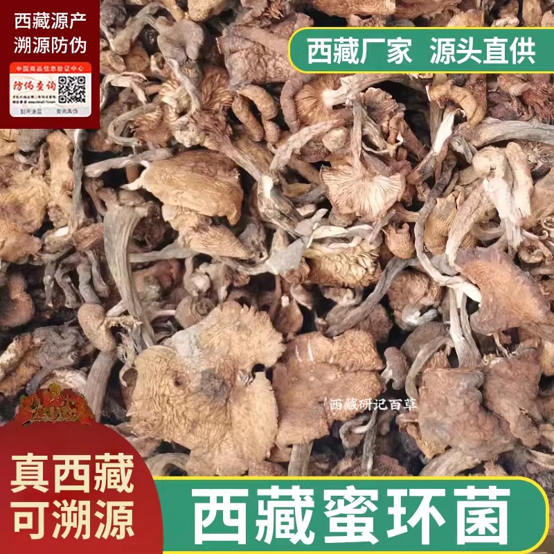 西藏野生蜜环菌高海拔特产野生榛蘑干货自然晾晒山货小鸡炖蘑菇
