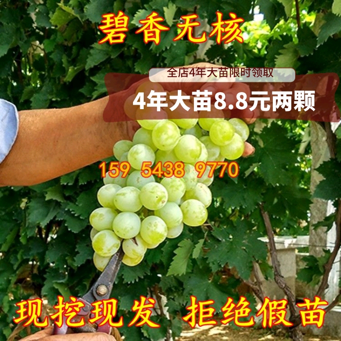 超早熟葡萄树 碧香无核葡萄苗 盆栽地栽无核葡萄树苗当年结果
