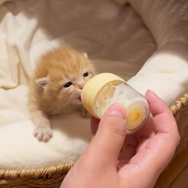 立减5元小猫硅胶软奶嘴喂奶瓶