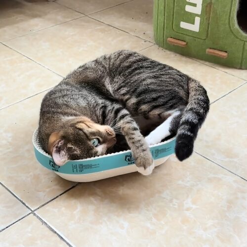 立减5元猫抓板猫窝一体瓦楞纸