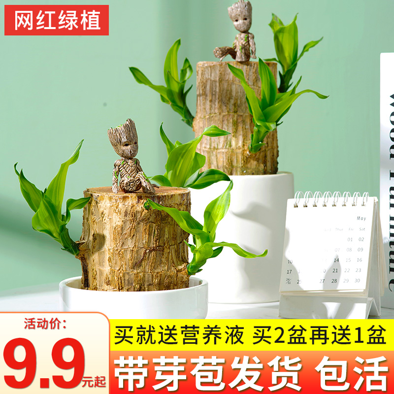 巴西木水养幸运木水培植物室内花卉盆栽格鲁特小树人带芽好养绿植