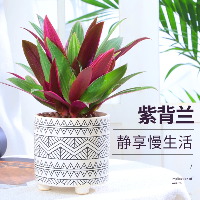 油画婚礼吊兰盆栽紫露兰锦观叶植物室内花卉绿植好养彩虹蚌兰紫背
