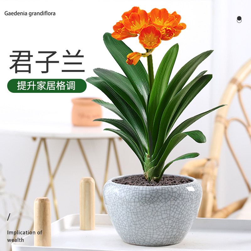 君子兰盆栽室内高档花卉植物圆头和尚带花苞四季开花不断老苗好养