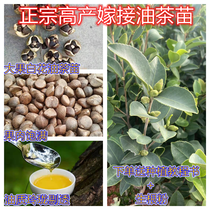 江西高产长林嫁接油茶苗杯苗白花大红果籽油茶树杂交良种南方种植