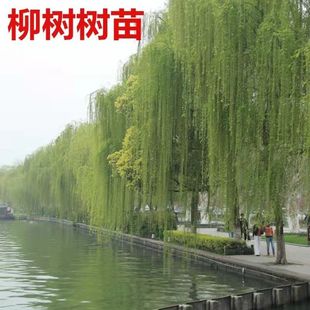 柳树苗 黄金柳 青皮柳 垂柳 垂杨柳树苗垂柳苗竹柳绿化行道树苗