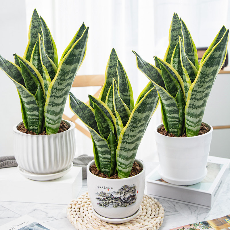 虎皮兰盆栽植物金边虎尾兰绿植大型多肉盆景室内客厅卧室新房花卉