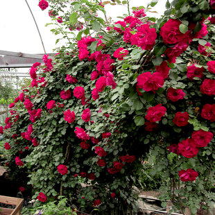 御用马车藤本月季花苗浓香特大花庭院阳台爬藤蔷薇植物四季开花