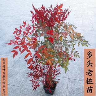 南天竹盆栽红天竺红叶树苗水培火焰老桩盆景结果植物果叶植物耐寒