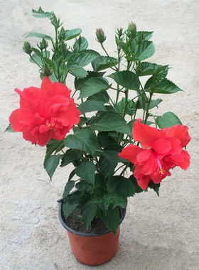 扶桑花苗重瓣红色朱瑾盆栽牡丹草花卉植物室内阳台多季开花植物
