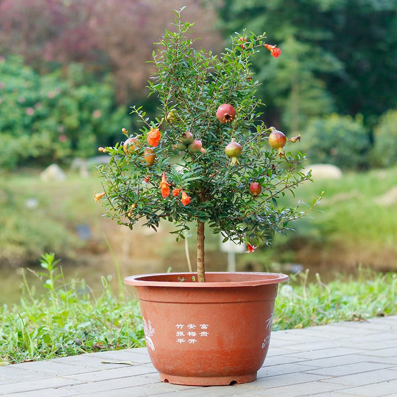 盆栽开花结果庭院石榴花绿植花卉