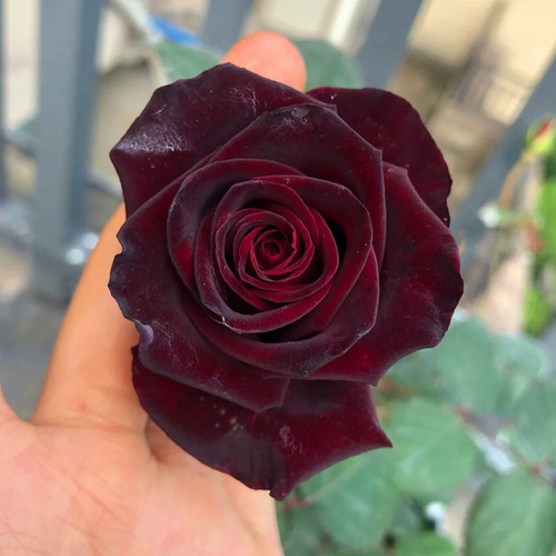 黑巴克月季花苗大花浓香