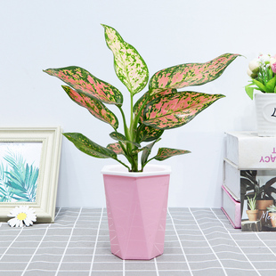 如意皇后花盆栽室内四季好养彩叶植物吸甲醛红叶小绿植花卉吉利红