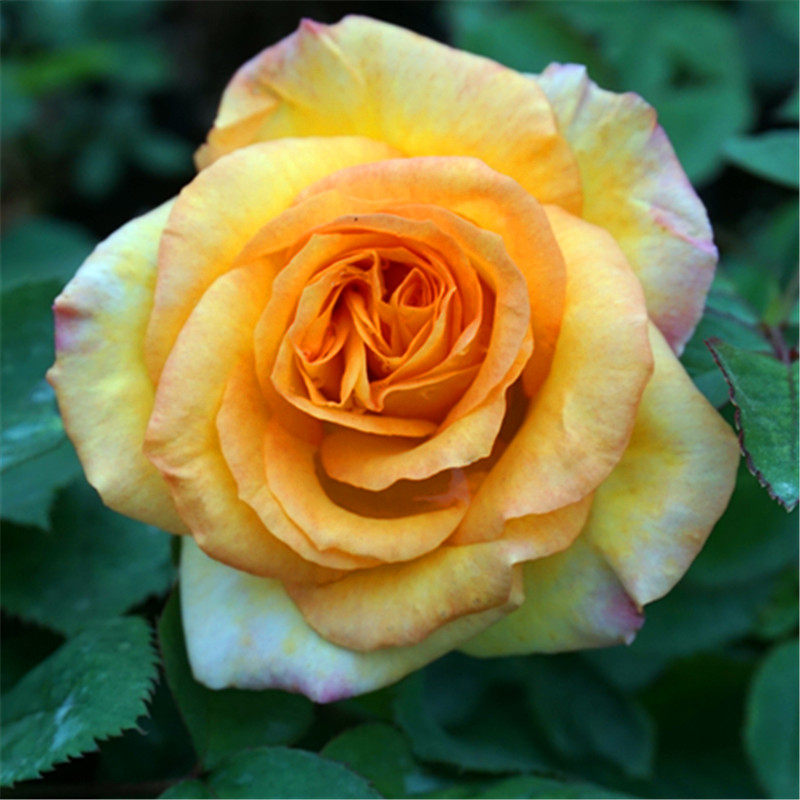 金奖章月季花苗大花浓香玫瑰花植物阳台盆栽庭院花园花卉四季开花