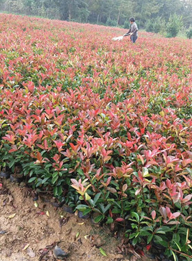 红叶石楠树苗红色石楠彩叶植物四季不落叶子小区绿化工程苗易成活