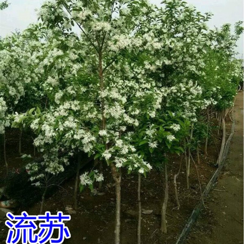 流苏树苗流苏树庭院绿化行道树苗油根子树苗嫁接桂花砧木风景苗木