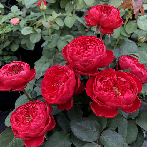 茶花女灌木阳台月季玫瑰红色