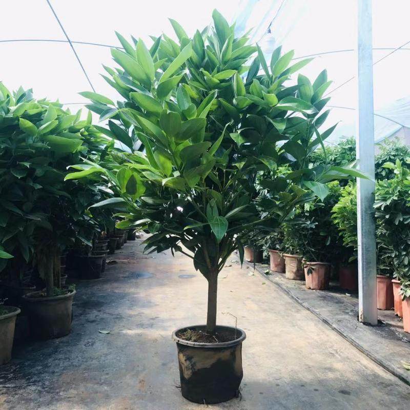 平安树盆栽幸福树四季常青植物吸甲醛大型绿植办公室客厅室内盆景